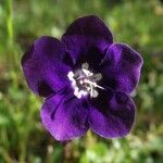 Phacelia parryi Flor