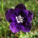 Phacelia parryi Floare