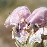 Phlomis purpurea Blüte