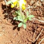 Crotalaria emarginella Hoja