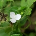 Callisia gracilis Blüte