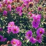 Symphyotrichum novae-angliae Habitus