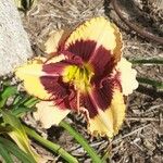 Hemerocallis fulvaFlower