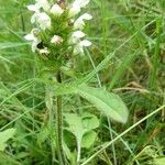Prunella laciniata Libunga