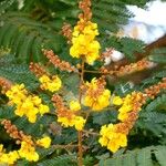 Peltophorum pterocarpum Flower