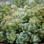 Sedum spathulifolium 葉