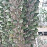 Alluaudia ascendens Hoja