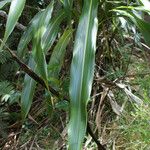 Cordyline mauritiana Blad