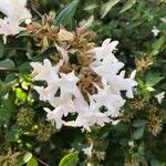 Zabelia triflora Kvet