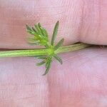 Galium lucidum Лист