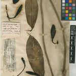 Heteropsis flexuosa Fruto