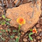 Zornia capensis Flower