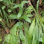 Digitalis grandiflora Feuille