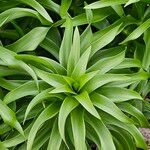 Fritillaria imperialis Deilen