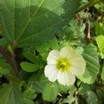 Kallstroemia pubescens Blomma