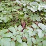 Angelica sylvestris Lapas