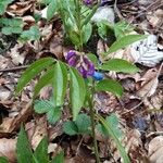 Lathyrus vernusFlor