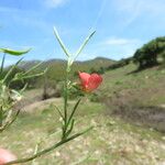 Lathyrus sphaericus Flower