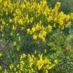 Cytisus striatus Habit