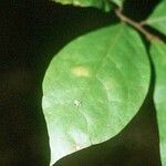 Asimina parviflora Leaf