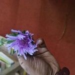 Stokesia laevisFleur