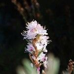 Rhododendron pubescens Flor