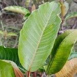 Harungana madagascariensis Hoja