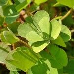 Marsilea quadrifolia Habit