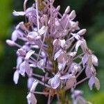 Pseuderanthemum latifolium Blüte