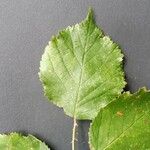 Rubus winteri Blad