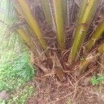 Washingtonia robusta Φλοιός