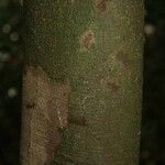 Trymatococcus oligandrus Кора