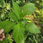 Crassocephalum crepidioides Blatt