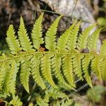 Polystichum aculeatum Blad