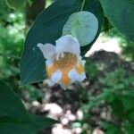 Dipelta yunnanensis Flower