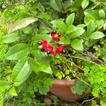 Ochna serrulata Цветок