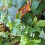 Stellaria aquatica Other