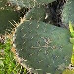 Opuntia engelmannii Leaf