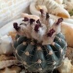 Echinocactus texensis Frutto