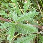 Potentilla inclinata Φύλλο