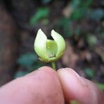 Monanthotaxis trichocarpa Blüte
