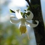 Styrax americanus Цветок