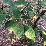 Ulmus carpinifolia Feuille