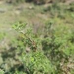 Artemisia chamaemelifolia Leaf