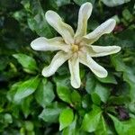 Gardenia thunbergia फूल