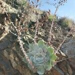 Dudleya pulverulenta Habit