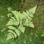 Gymnocarpium dryopteris 形态