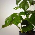 Monstera minima Folha