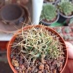 Mammillaria decipiens Foglia