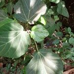 Ficus surLeaf